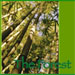 Sounds of the Forest