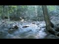 The Stream Relaxation Video  